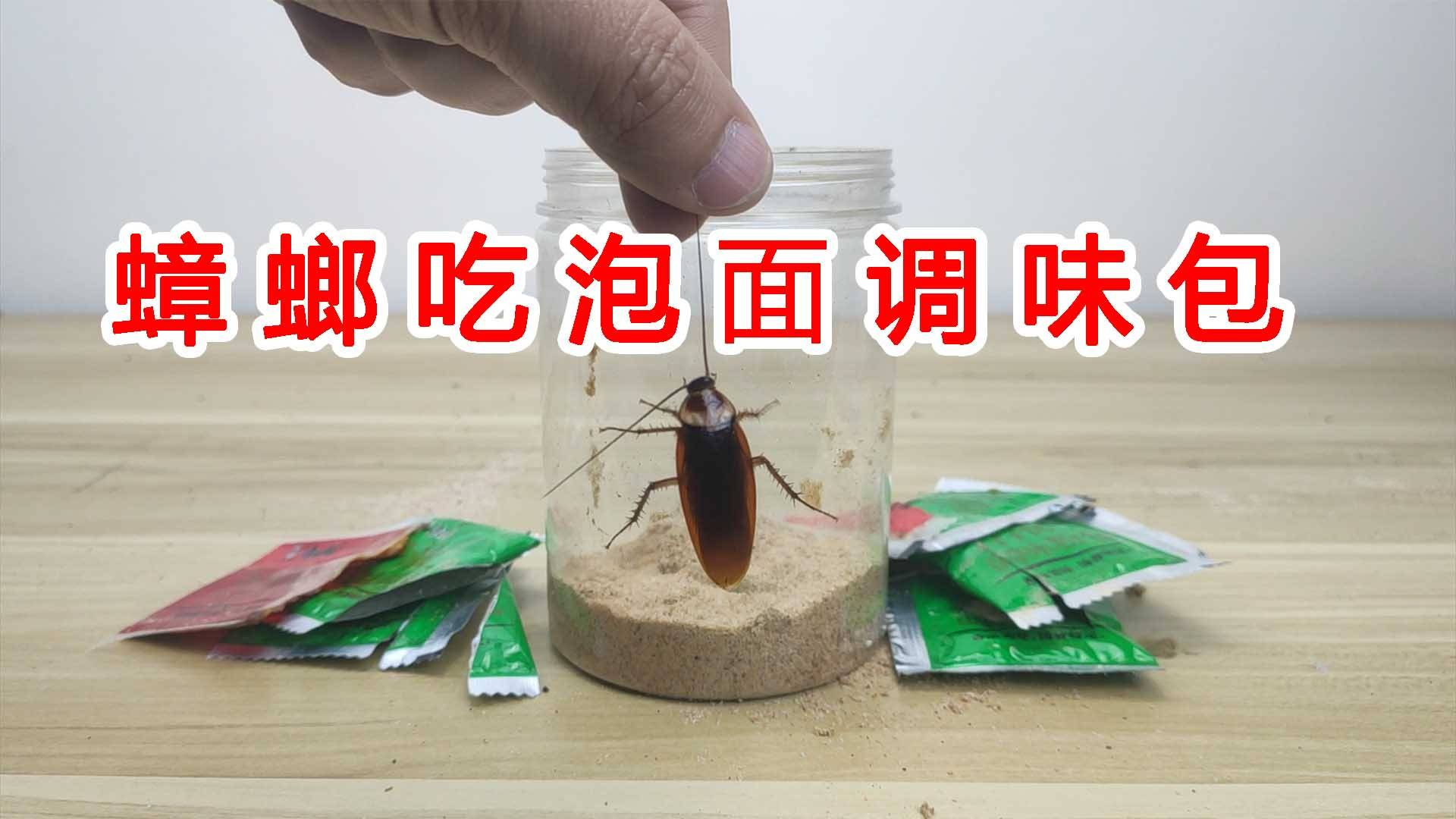 给蟑螂吃泡面调味包会怎么样?万万没想到如此重口味!